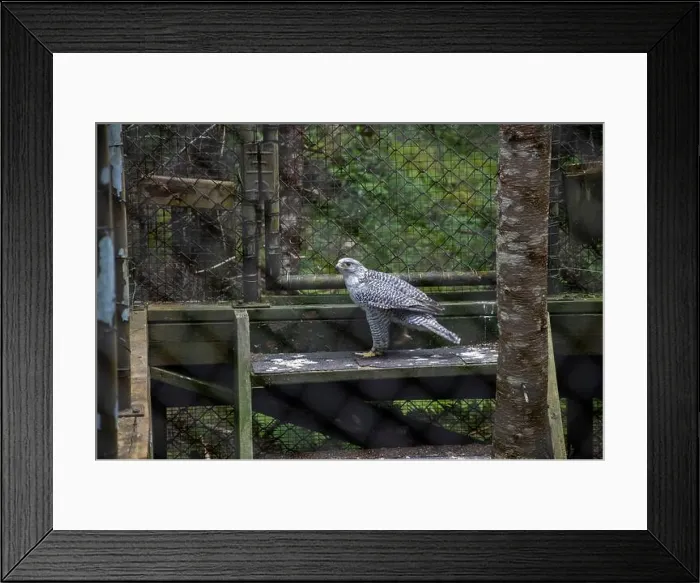 Framed Print : Gryfalcon at Salmonier Nature Park on NL 90 in Holyrood, Newfoundland & Labrador, Canada Framed Print : Gryfalcon at Salmonier Nature Park on NL 90 in Holyrood, Newfoundland & Labrador, Canada