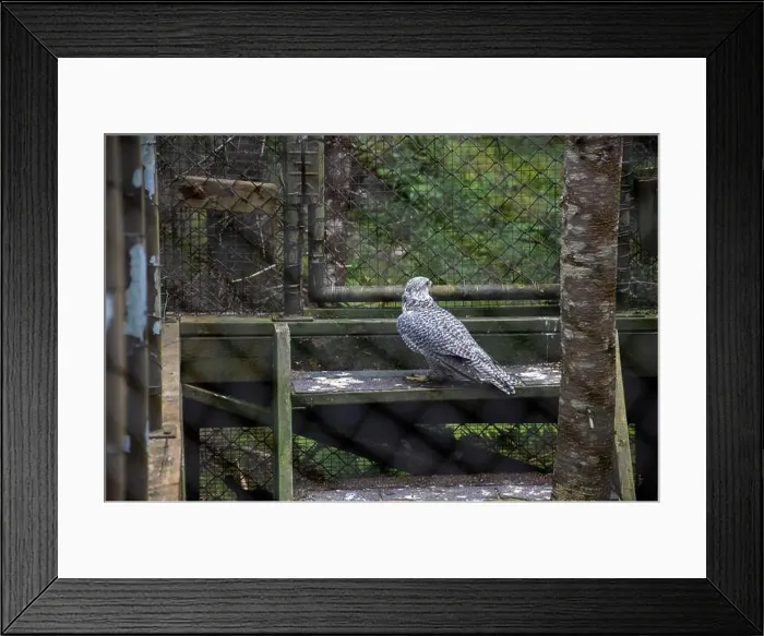 Framed Print : Gryfalcon at Salmonier Nature Park on NL 90 in Holyrood, Newfoundland & Labrador, Canada Framed Print : Gryfalcon at Salmonier Nature Park on NL 90 in Holyrood, Newfoundland & Labrador, Canada
