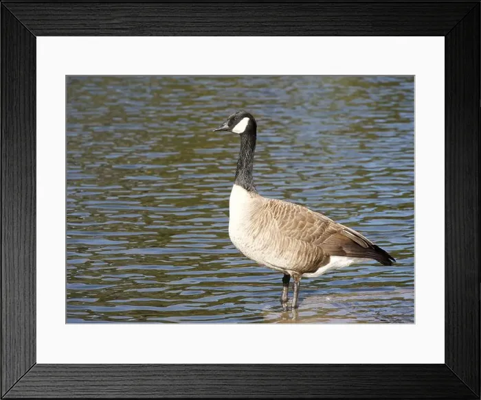Framed Print : Canada Goose standing in calm water Framed Print : Canada Goose standing in calm water