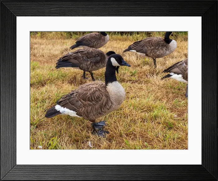 Framed Print : A flock of Canada geese, Branta canadensis, foraging for food in a grassy field Framed Print : A flock of Canada geese, Branta canadensis, foraging for food in a grassy field
