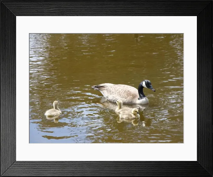 Framed Print : Adult Canada geese with goslings swimming in a pond at a public city park on a sunny spring day