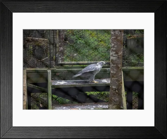 Framed Print : Gryfalcon at Salmonier Nature Park on NL 90 in Holyrood, Newfoundland & Labrador, Canada Framed Print : Gryfalcon at Salmonier Nature Park on NL 90 in Holyrood, Newfoundland & Labrador, Canada