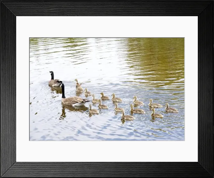 Framed Print : Adult Canada geese with goslings swimming in a pond at a public city park on a sunny spring day Framed Print : Adult Canada geese with goslings swimming in a pond at a public city park on a sunny spring day