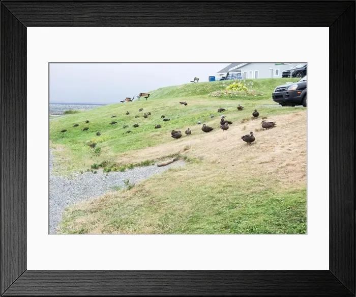 Framed Print : Ducks on the grass at Worsley Park in Conception Bay South, Newfoundland & Labrador, Canada Framed Print : Ducks on the grass at Worsley Park in Conception Bay South, Newfoundland & Labrador, Canada