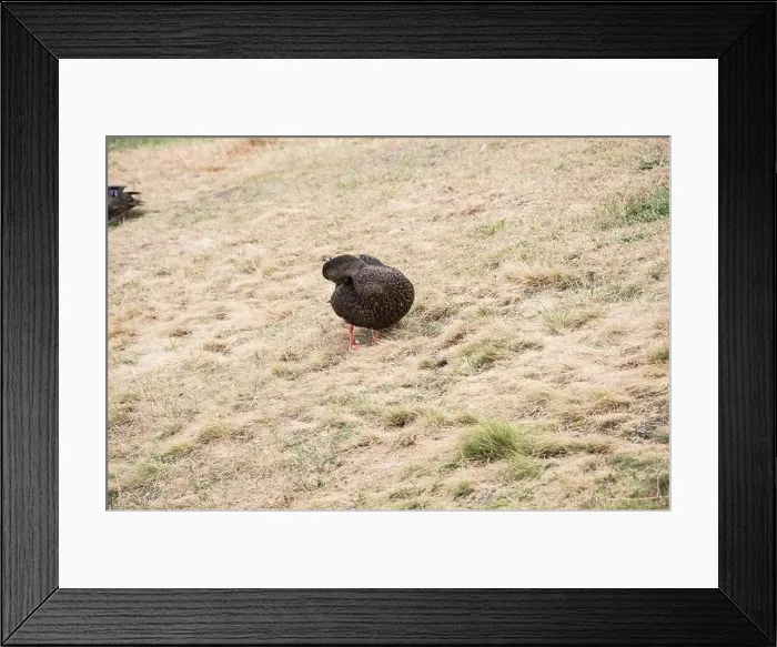 Framed Print : Mallard duck at Worsley Park in Conception Bay South, Newfoundland & Labrador, Canada Framed Print : Mallard duck at Worsley Park in Conception Bay South, Newfoundland & Labrador, Canada