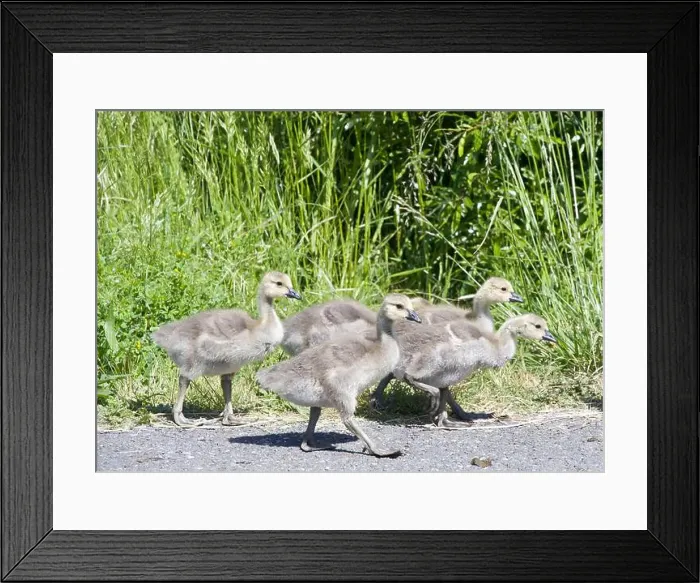 Framed Print : Close up on goslings, Canada geese, walking along asphalt walkway in a local city park Framed Print : Close up on goslings, Canada geese, walking along asphalt walkway in a local city park