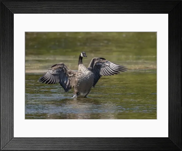Framed Print : Large Canada Goose with wings extended in water in Ontario Canada Framed Print : Large Canada Goose with wings extended in water in Ontario Canada