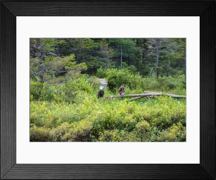 Framed Print : Bald eagle couple at Salmonier Nature Park on NL 90 in Holyrood, Newfoundland & Labrador, Canada Framed Print : Bald eagle couple at Salmonier Nature Park on NL 90 in Holyrood, Newfoundland & Labrador, Canada