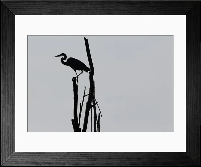 Framed Print : A Great Blue Heron silhouetted perched on a dead tree over a pond in Southwestern Ontario, Canada Framed Print : A Great Blue Heron silhouetted perched on a dead tree over a pond in Southwestern Ontario, Canada