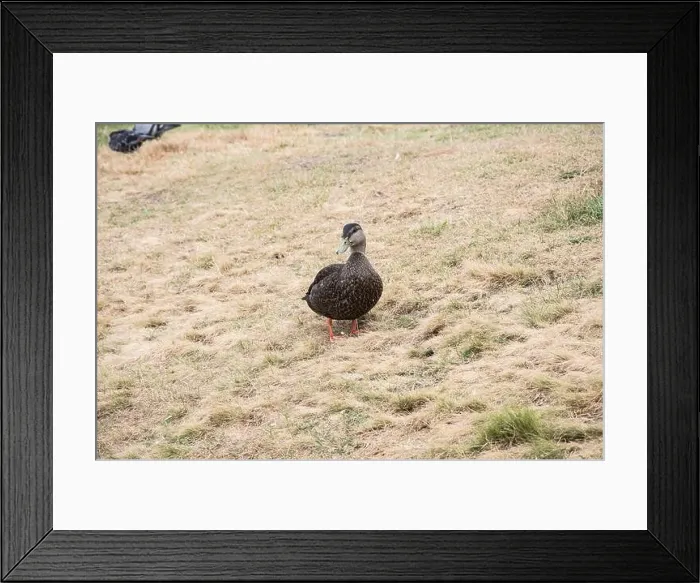 Framed Print : Mallard duck at Worsley Park in Conception Bay South, Newfoundland & Labrador, Canada Framed Print : Mallard duck at Worsley Park in Conception Bay South, Newfoundland & Labrador, Canada