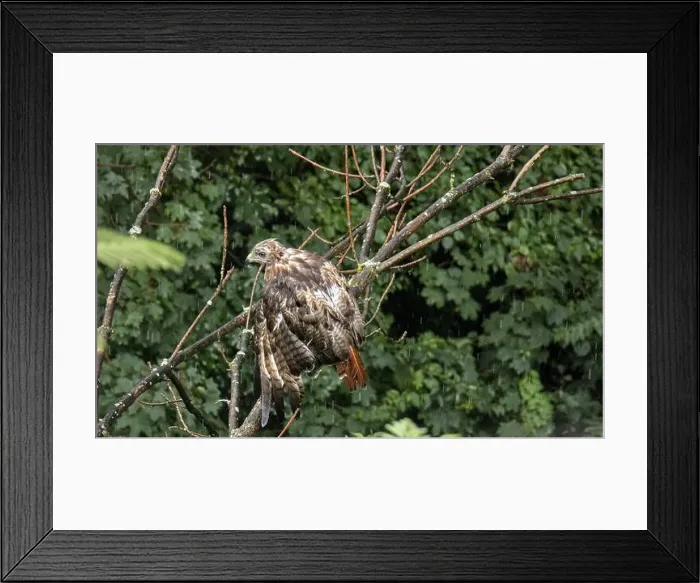 Framed Print : red tailed hawk sitting on tree branch during rain (wet bird grooming itself) Framed Print : red tailed hawk sitting on tree branch during rain (wet bird grooming itself)