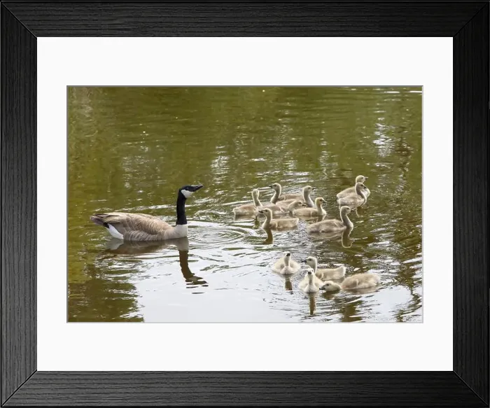 Framed Print : Adult Canada geese with goslings swimming in a pond at a public city park on a sunny spring day. Drinking the water Framed Print : Adult Canada geese with goslings swimming in a pond at a public city park on a sunny spring day. Drinking the water