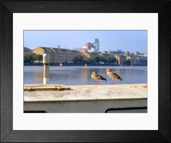 Framed Print : Egyptian Geese sitting in the sun, Millwall Outer Dock, Isle of Dogs, London. September 2024 Framed Print : Egyptian Geese sitting in the sun, Millwall Outer Dock, Isle of Dogs, London. September 2024