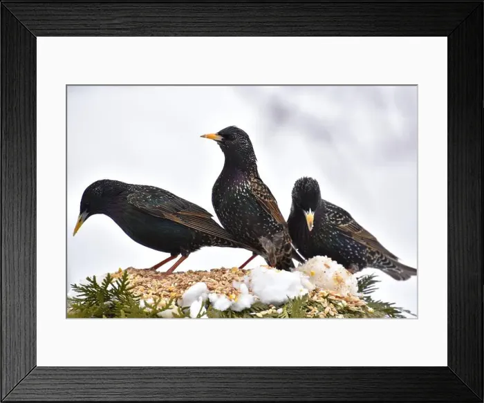 Framed Print : Starlings at the garden feeder, Sainte-Apolline, Québec, Canada Framed Print : Starlings at the garden feeder, Sainte-Apolline, Québec, Canada