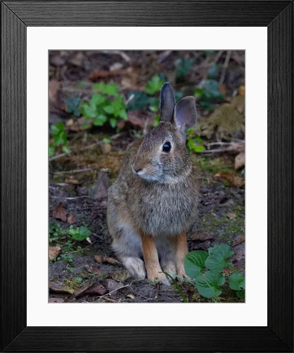Framed Print : Eastern cottontail rabbit sitting in a summer forest Framed Print : Eastern cottontail rabbit sitting in a summer forest