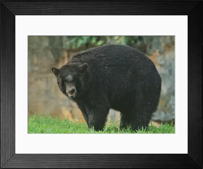 Framed Print : a black bear stared intently ahead in the grass Framed Print : a black bear stared intently ahead in the grass