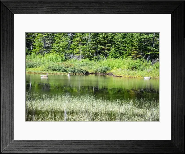 Framed Print : Wetland birds on the pond at Salmonier Nature Park on NL 90 in Holyrood, Newfoundland & Labrador, Canada Framed Print : Wetland birds on the pond at Salmonier Nature Park on NL 90 in Holyrood, Newfoundland & Labrador, Canada
