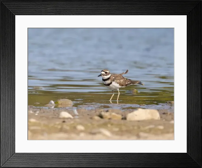 Framed Print : Cute windblown Killdeer plover standing in water near shore Framed Print : Cute windblown Killdeer plover standing in water near shore