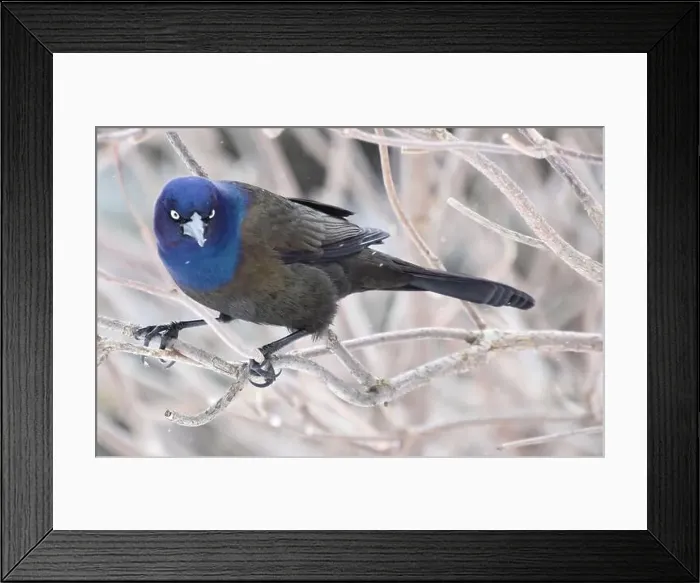 Framed Print : A common grackle in spring, Sainte-Apolline, Québec, Canada Framed Print : A common grackle in spring, Sainte-Apolline, Québec, Canada