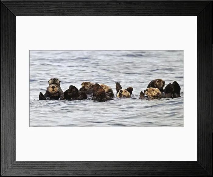Framed Print : Several sea otters (Enhydra lutris) swimming on their backs in the Pacific Ocean, Vancouver Island Framed Print : Several sea otters (Enhydra lutris) swimming on their backs in the Pacific Ocean, Vancouver Island
