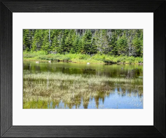 Framed Print : Wetland birds on the pond at Salmonier Nature Park on NL 90 in Holyrood, Newfoundland & Labrador, Canada Framed Print : Wetland birds on the pond at Salmonier Nature Park on NL 90 in Holyrood, Newfoundland & Labrador, Canada