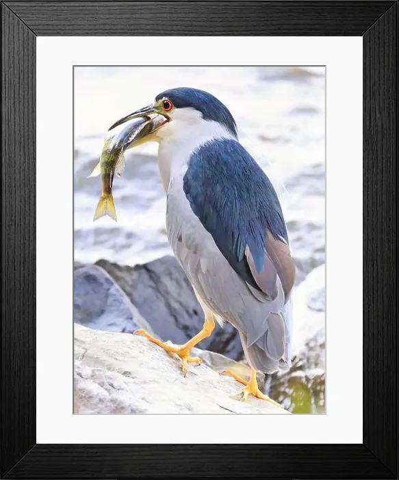 Framed Print : Portrait of a Black-crowned night heron sitting on the rock with his fish on river border Framed Print : Portrait of a Black-crowned night heron sitting on the rock with his fish on river border