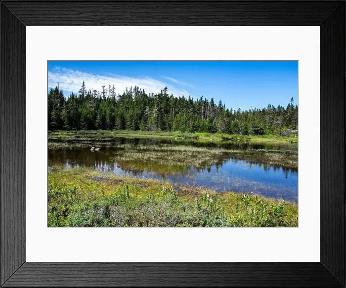Framed Print : Wetland birds on the pond at Salmonier Nature Park on NL 90 in Holyrood, Newfoundland & Labrador, Canada Framed Print : Wetland birds on the pond at Salmonier Nature Park on NL 90 in Holyrood, Newfoundland & Labrador, Canada