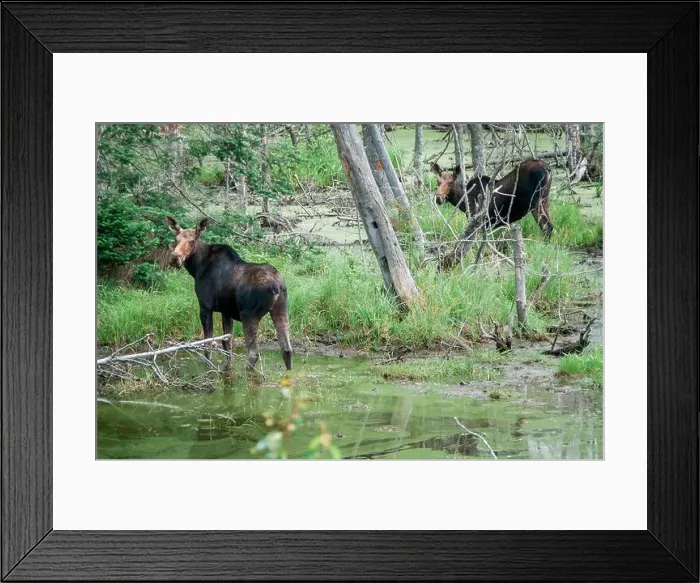 Framed Print : Photography of two young wild Moose in swampy wooded area of New Brunswick, Canada Framed Print : Photography of two young wild Moose in swampy wooded area of New Brunswick, Canada