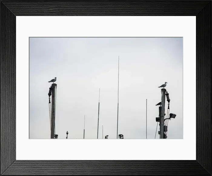 Framed Print : Seagulls perched on wooden utility poles at Port de Grave, Newfoundland & Labrador, Canada Framed Print : Seagulls perched on wooden utility poles at Port de Grave, Newfoundland & Labrador, Canada