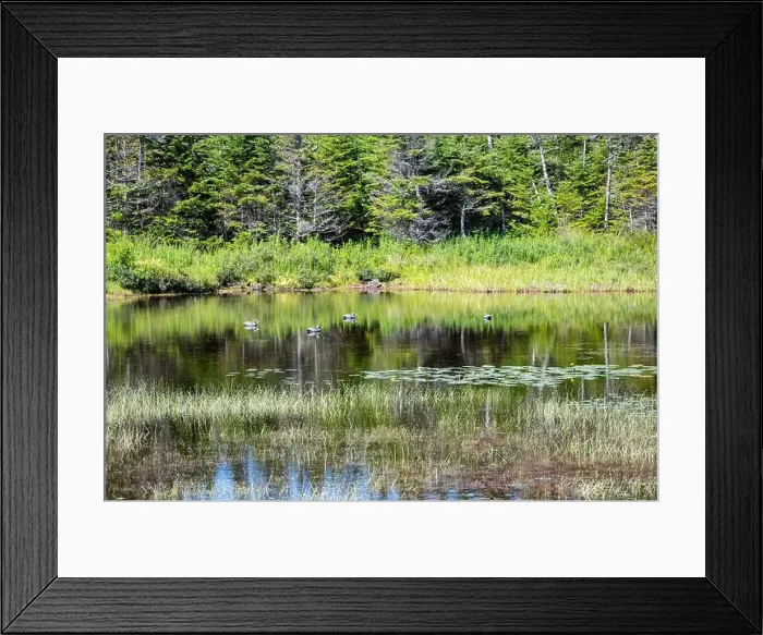 Framed Print : Wetland birds on the pond at Salmonier Nature Park on NL 90 in Holyrood, Newfoundland & Labrador, Canada Framed Print : Wetland birds on the pond at Salmonier Nature Park on NL 90 in Holyrood, Newfoundland & Labrador, Canada