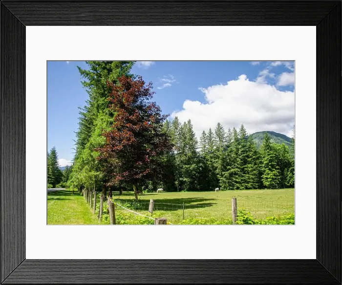 Framed Print : White Horses agrazing in a meadow Framed Print : White Horses agrazing in a meadow