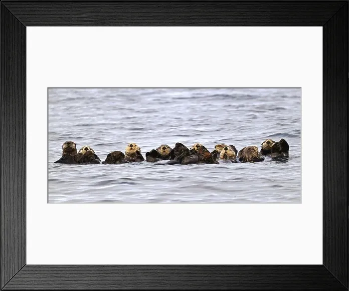 Framed Print : Several sea otters (Enhydra lutris) swimming on their backs in the Pacific Ocean, Vancouver Island Framed Print : Several sea otters (Enhydra lutris) swimming on their backs in the Pacific Ocean, Vancouver Island