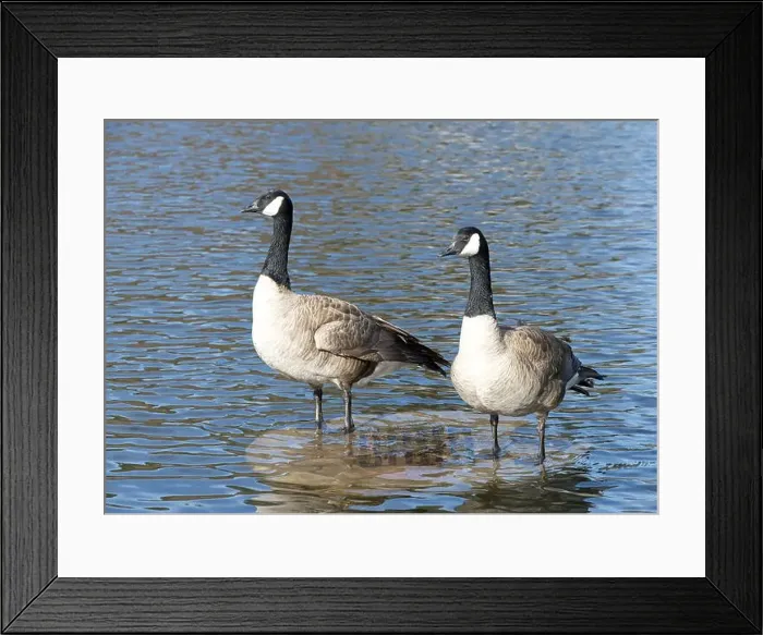 Framed Print : Two Canada Geese standing in calm water Framed Print : Two Canada Geese standing in calm water