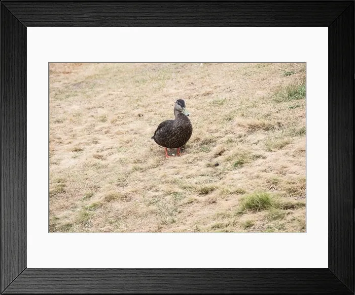 Framed Print : Mallard duck at Worsley Park in Conception Bay South, Newfoundland & Labrador, Canada Framed Print : Mallard duck at Worsley Park in Conception Bay South, Newfoundland & Labrador, Canada
