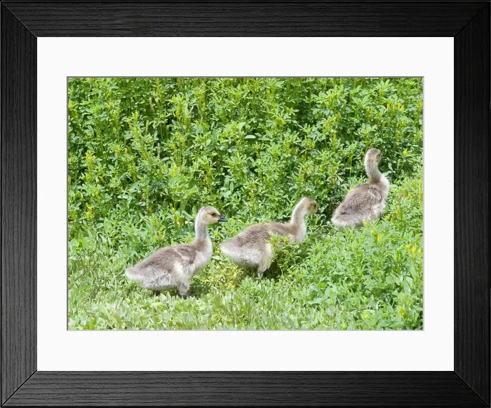 Framed Print : Canada Geese goslings following through green plants and grass in a local city park Framed Print : Canada Geese goslings following through green plants and grass in a local city park