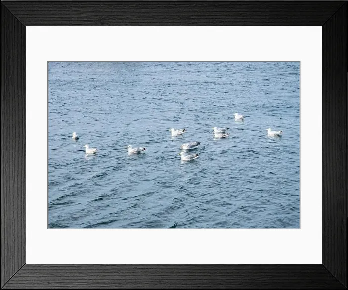 Framed Print : Seagulls wading in the water in Ferryland, Newfoundland & Labrador, Canada Framed Print : Seagulls wading in the water in Ferryland, Newfoundland & Labrador, Canada