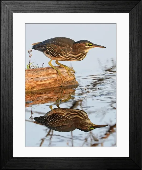 Framed Print : Green Heron sitting on a tree trunk on the swamp in the forest with nice reflection on the water, Canada