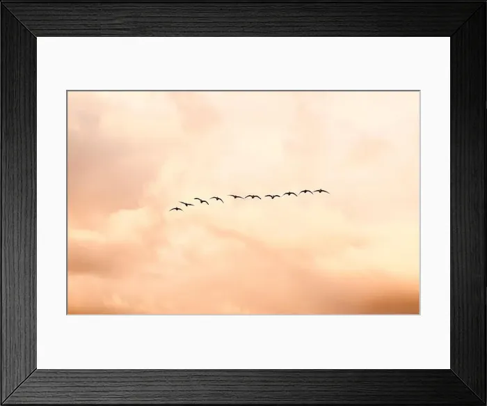 Framed Print : Canada Geese (Branta canadensis) Framed Print : Canada Geese (Branta canadensis)