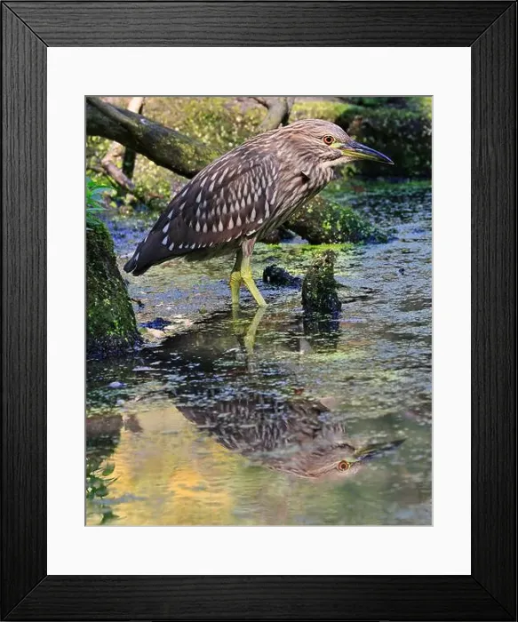 Framed Print : Portrait of a juvenile Black-crowned night heron sitting on the swamp Framed Print : Portrait of a juvenile Black-crowned night heron sitting on the swamp