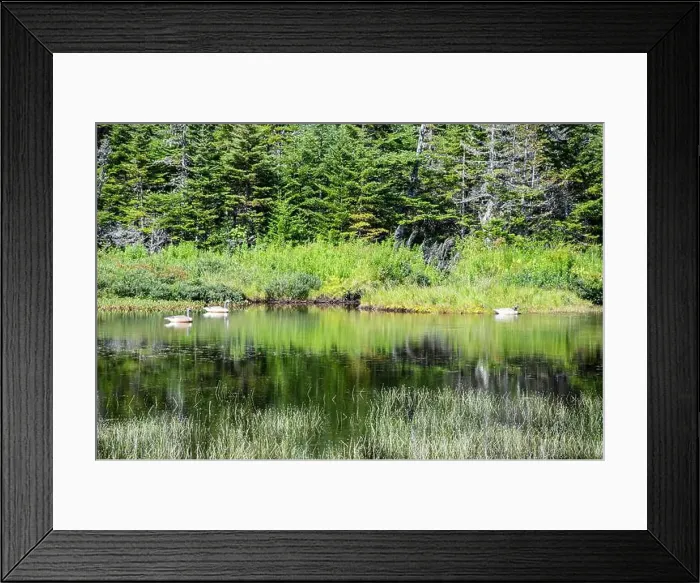 Framed Print : Wetland birds on the pond at Salmonier Nature Park on NL 90 in Holyrood, Newfoundland & Labrador, Canada Framed Print : Wetland birds on the pond at Salmonier Nature Park on NL 90 in Holyrood, Newfoundland & Labrador, Canada