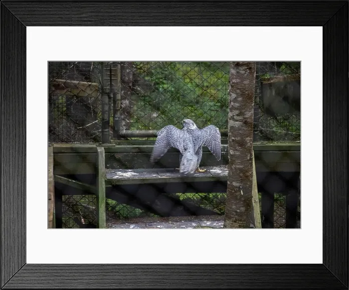 Framed Print : Gryfalcon at Salmonier Nature Park on NL 90 in Holyrood, Newfoundland & Labrador, Canada Framed Print : Gryfalcon at Salmonier Nature Park on NL 90 in Holyrood, Newfoundland & Labrador, Canada