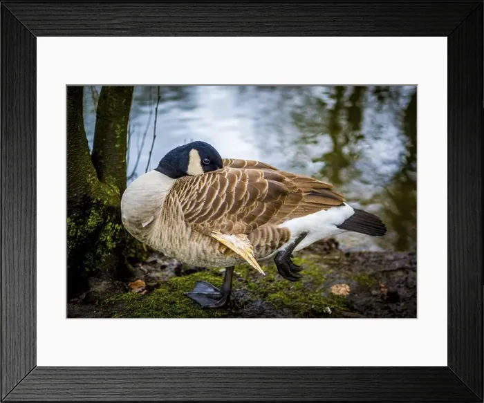 Framed Print : Close-up shot of grooming Canada goose Framed Print : Close-up shot of grooming Canada goose