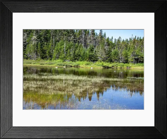 Framed Print : Wetland birds on the pond at Salmonier Nature Park on NL 90 in Holyrood, Newfoundland & Labrador, Canada Framed Print : Wetland birds on the pond at Salmonier Nature Park on NL 90 in Holyrood, Newfoundland & Labrador, Canada