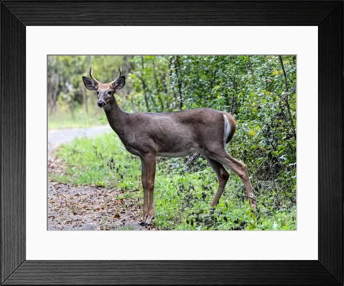 Framed Print : Closeup of a young male White-tailed Deer looking at the camera in a woodland clearing, Ontario, Canada Framed Print : Closeup of a young male White-tailed Deer looking at the camera in a woodland clearing, Ontario, Canada