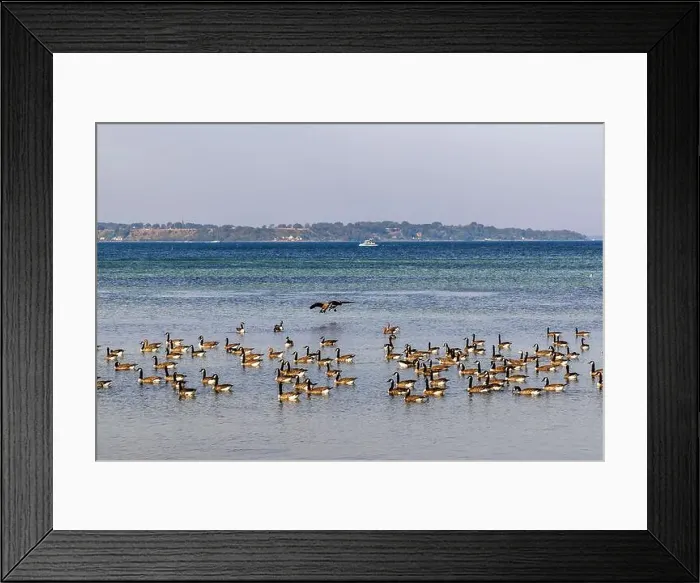 Framed Print : Wild geese land in the water on the shore near Landskrona in southern Sweden Framed Print : Wild geese land in the water on the shore near Landskrona in southern Sweden