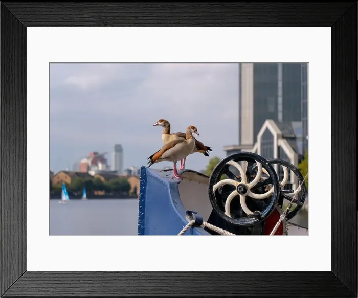 Framed Print : Egyptian Geese sitting in the sun, Millwall Outer Dock, Isle of Dogs, London. September 2024