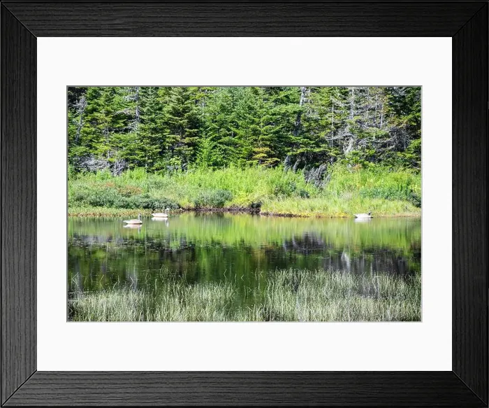 Framed Print : Wetland birds on the pond at Salmonier Nature Park on NL 90 in Holyrood, Newfoundland & Labrador, Canada Framed Print : Wetland birds on the pond at Salmonier Nature Park on NL 90 in Holyrood, Newfoundland & Labrador, Canada
