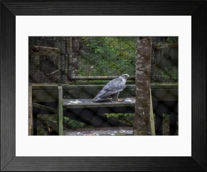 Framed Print : Gryfalcon at Salmonier Nature Park on NL 90 in Holyrood, Newfoundland & Labrador, Canada Framed Print : Gryfalcon at Salmonier Nature Park on NL 90 in Holyrood, Newfoundland & Labrador, Canada