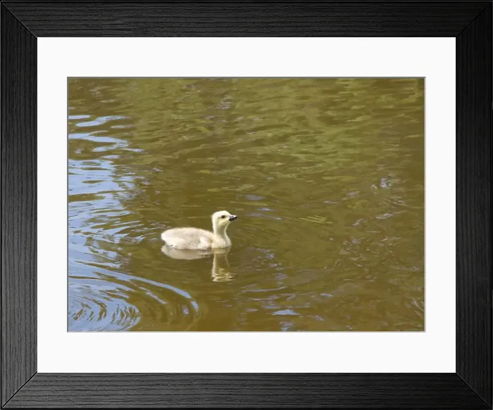 Framed Print : One canada goose gosling swimming alone in a local city park pond Framed Print : One canada goose gosling swimming alone in a local city park pond