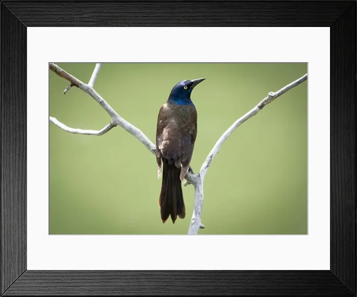 Framed Print : A grackle perched on a branch and the Inglewood Bird Sanctuary in Calgary Alberta Canada Framed Print : A grackle perched on a branch and the Inglewood Bird Sanctuary in Calgary Alberta Canada
